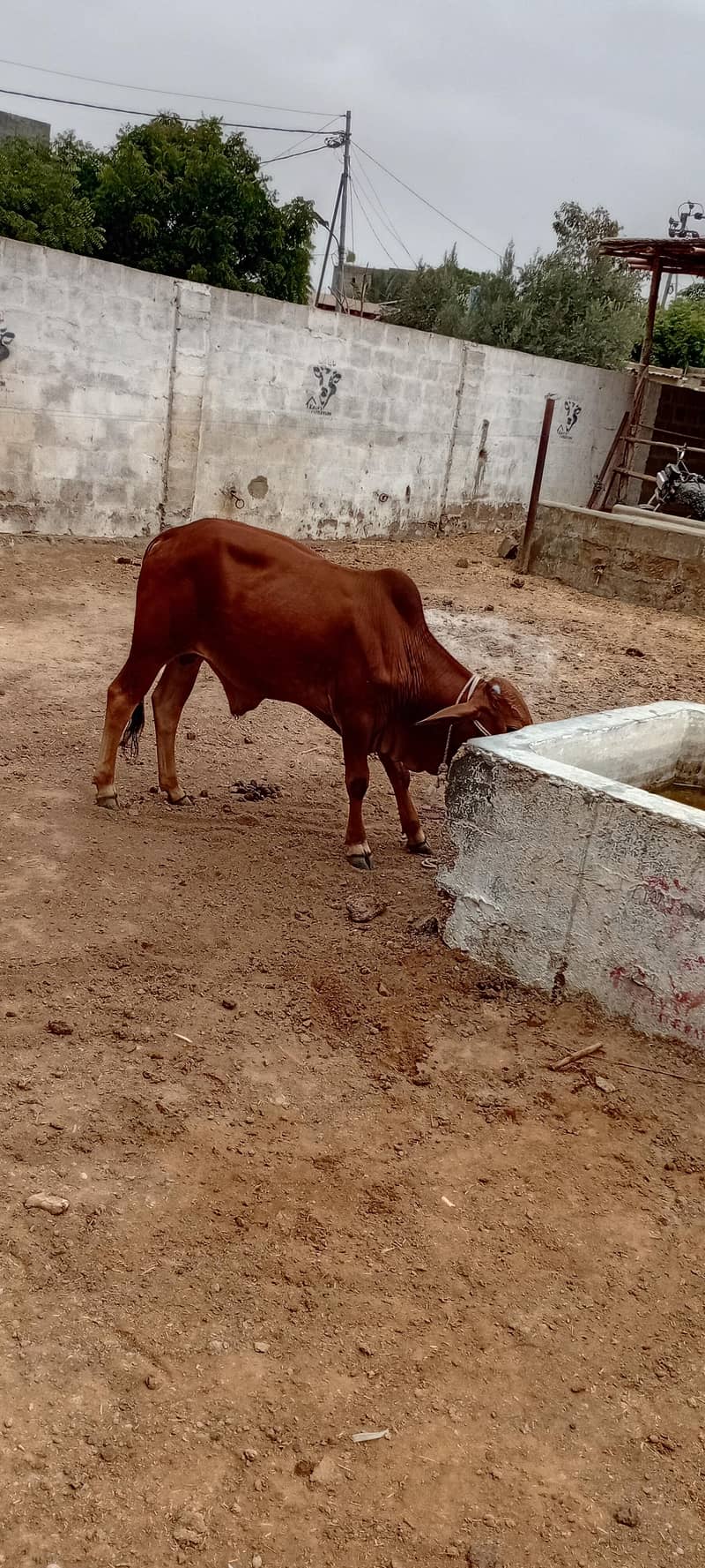 بہترین صحت مند کھیرا (بچھڑا) فروخت کے لیے 1