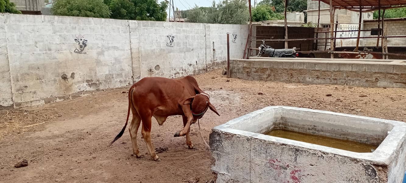بہترین صحت مند کھیرا (بچھڑا) فروخت کے لیے 2