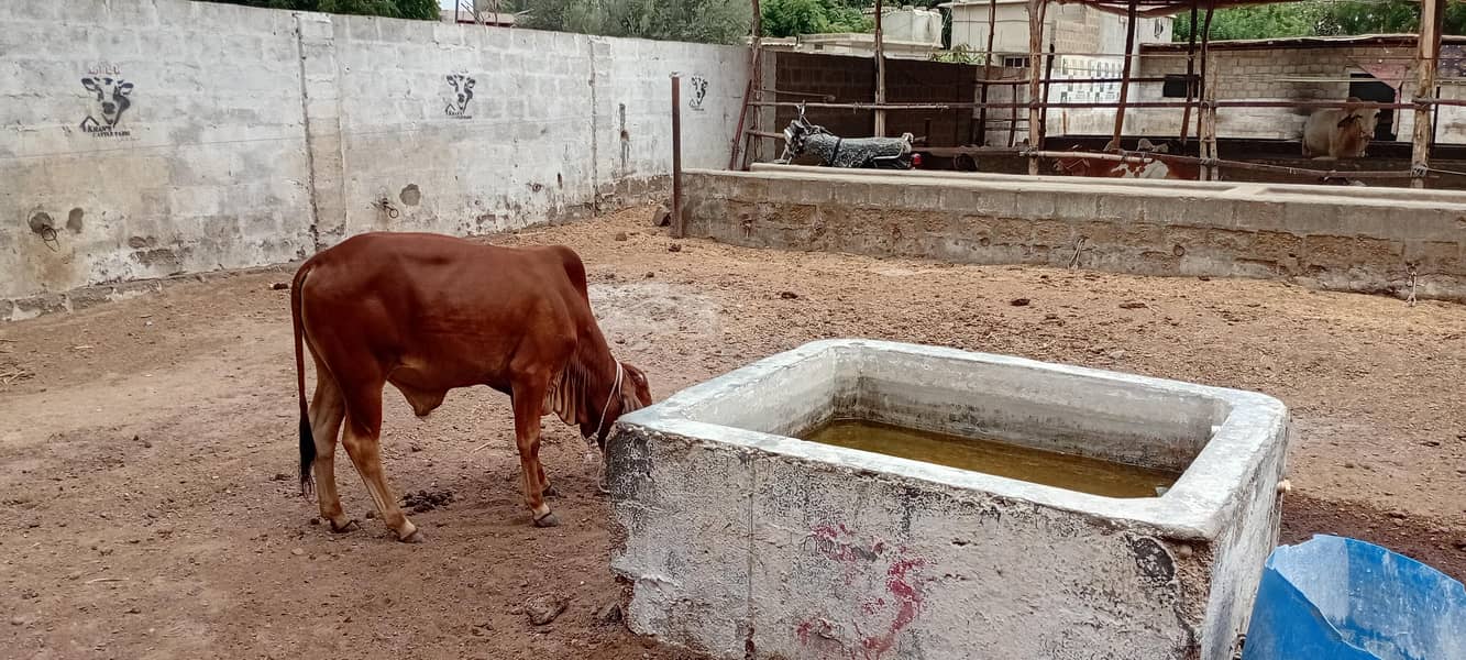 بہترین صحت مند کھیرا (بچھڑا) فروخت کے لیے 3