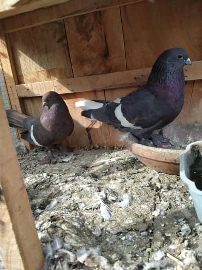 breeder pair for sale with chicks