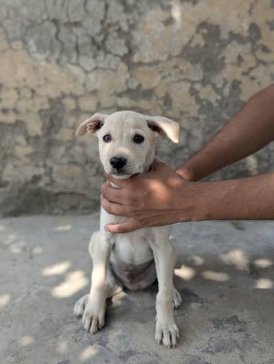 Beautiful Puppy Available Urgent Sale