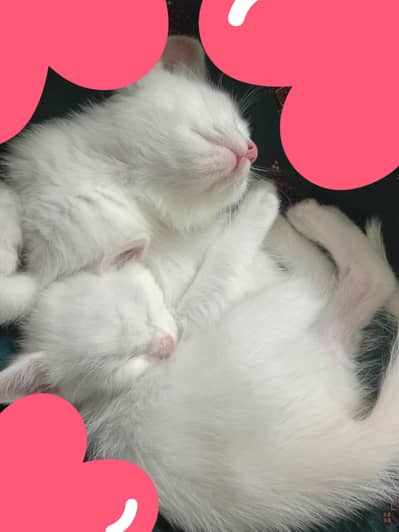 White Persian double code kitten