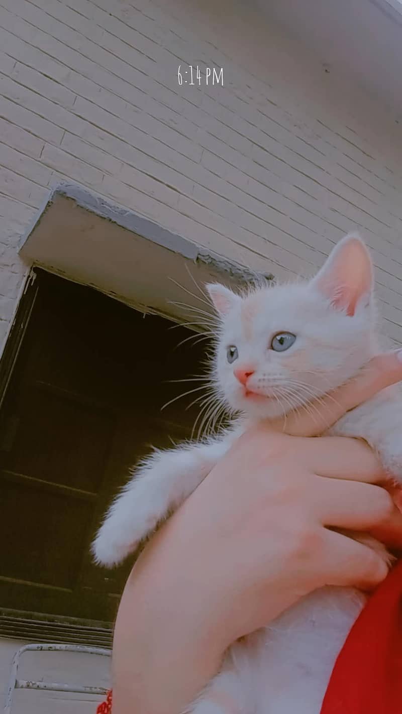 White Persian double code kitten 1