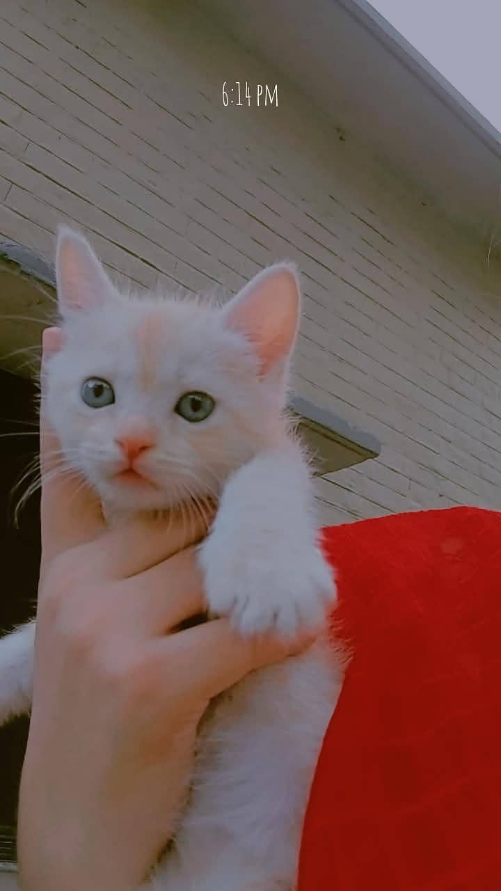 White Persian double code kitten 2