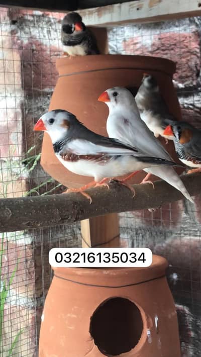 finch breeder pair for sale