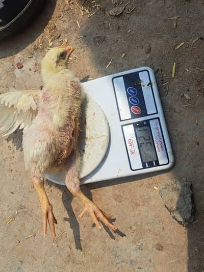 15 days old broiler chicks avalibel weight 350 gram