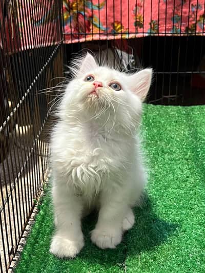 Persian female double coated