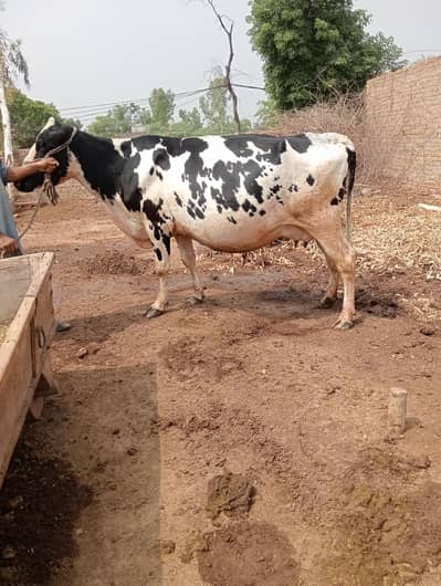 Cow For Sale Ready for Delivery