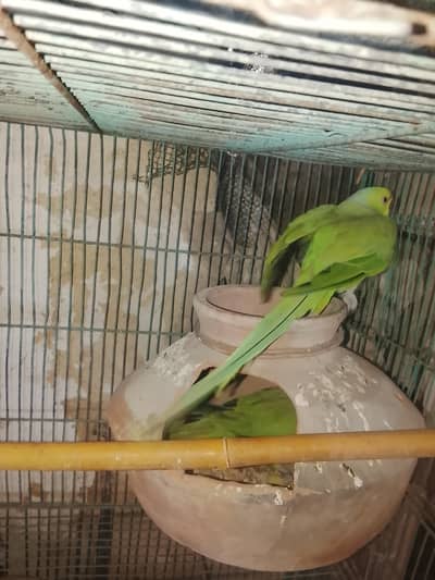 ringneck pair