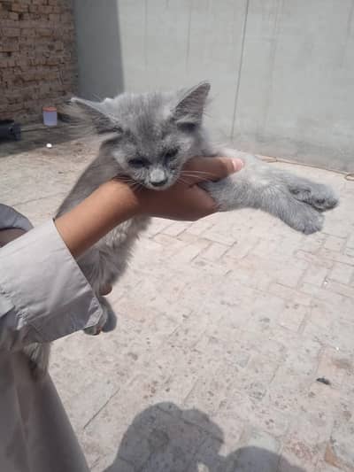 Persian cat