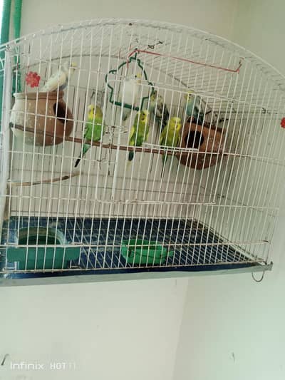 Australian budgies