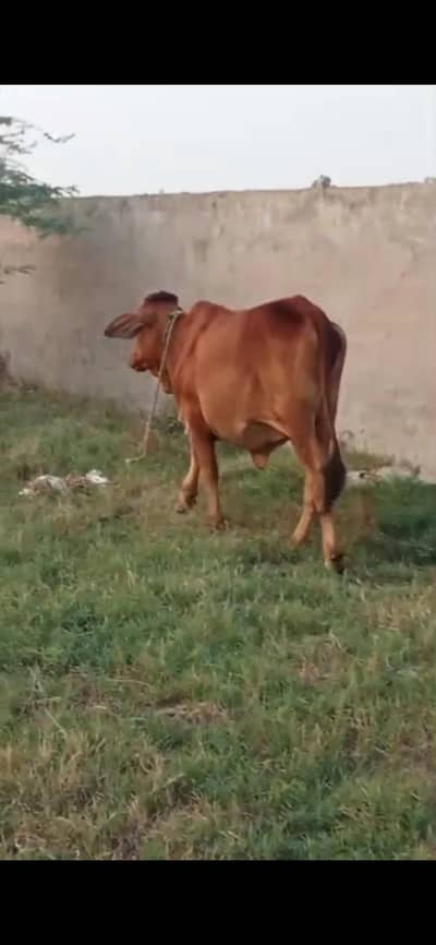 cow sle shiwal0/3/2/3/4/6/2/2/9/0/2