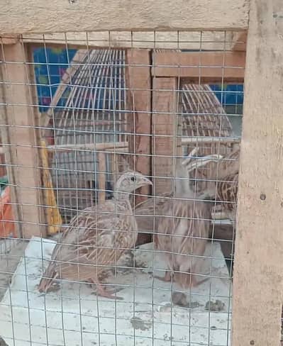 Irani teetar chicks