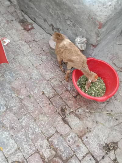 Goat for sale |bakri ky bachy for sale