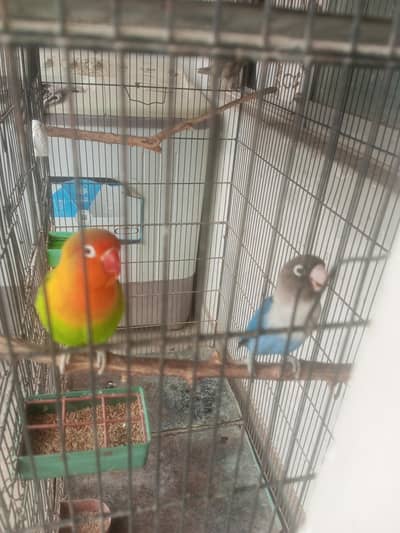 lovebirds
