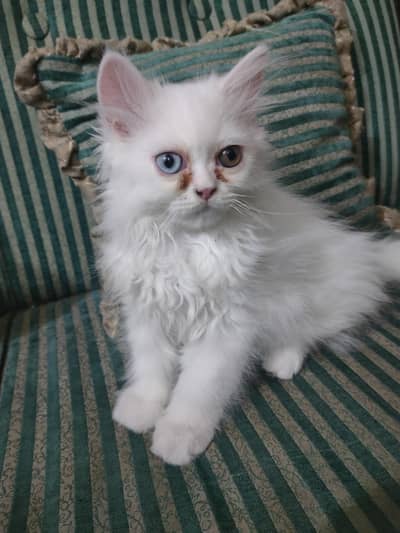 Odd eyes triple coated kitten