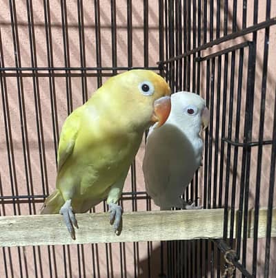 Love Bird Breader Pair