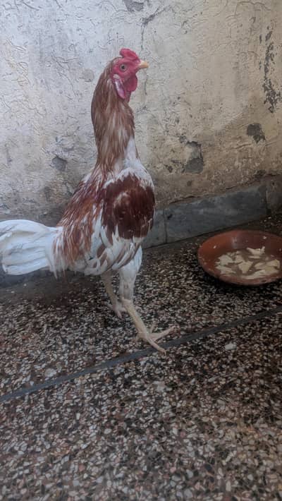 Aseel Heera & desi hen cross murgha