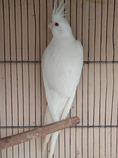 Top Quality Cockatiel Eno