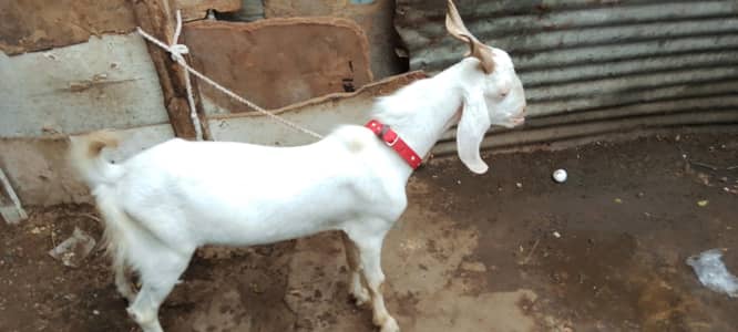 gulabi tapra 2 dant white eyes
