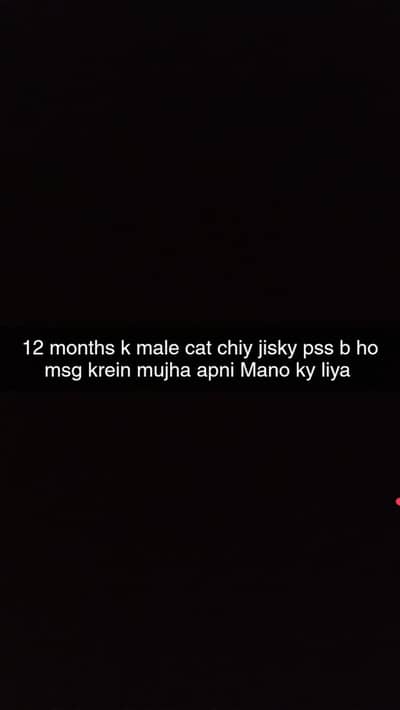 mujha male cat chiy 12 months ki
