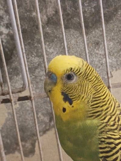 so cute parrot