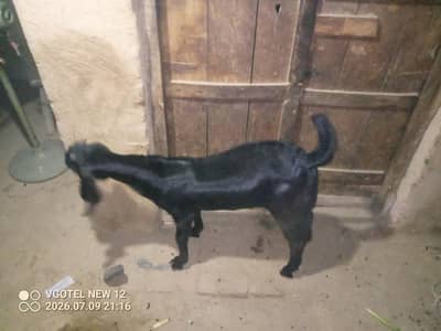 اچھی کوالٹی کا بکرا جس بھائیوں کو چاہیے وہ رابطہ کریں