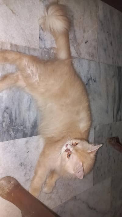 Doll face Persion Cat