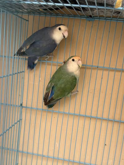 Rosicoli whiteface voilet female whiteface green male