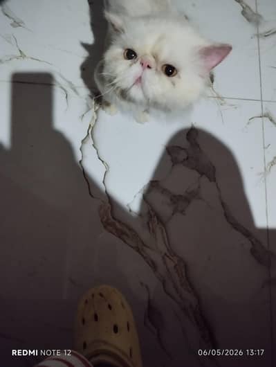 peki male