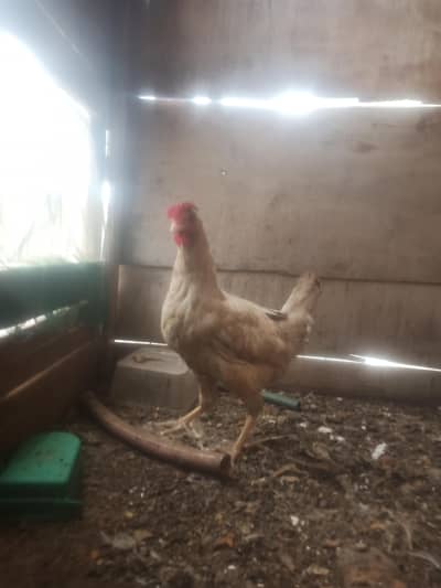 murgi for sell