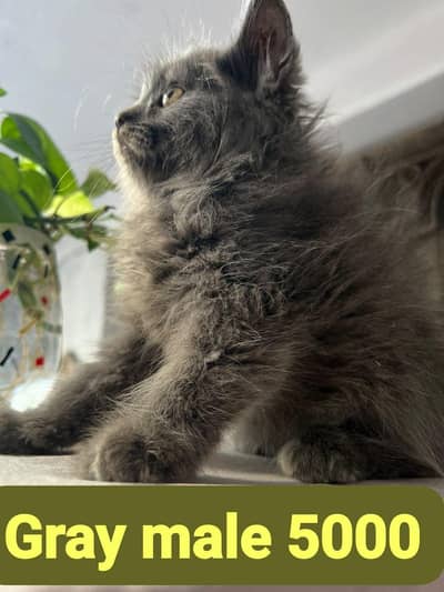 Persian kittens