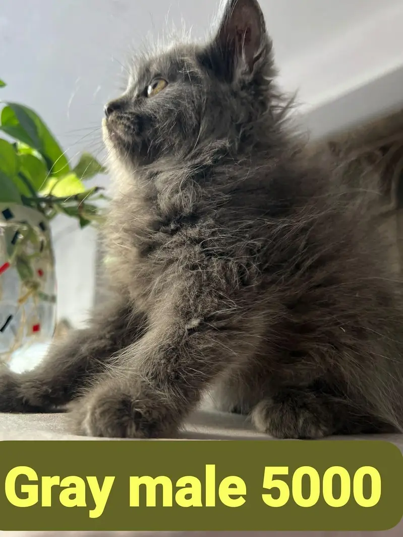 Persian kittens