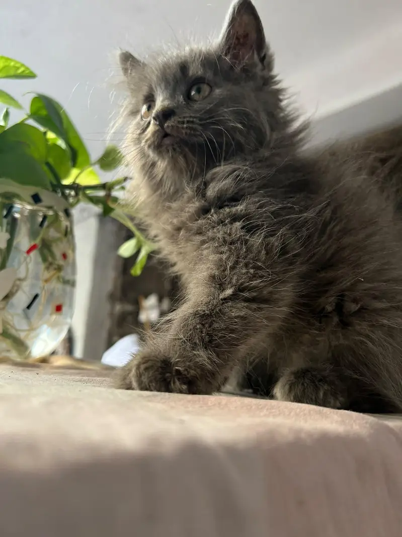 Persian kittens — photo 2