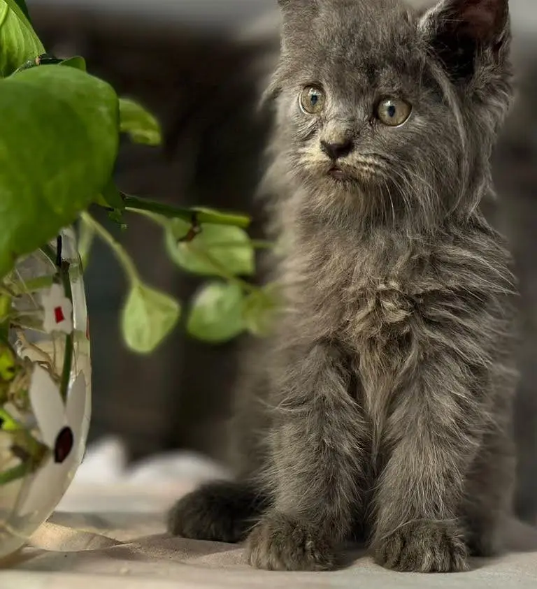 Persian kittens — photo 3