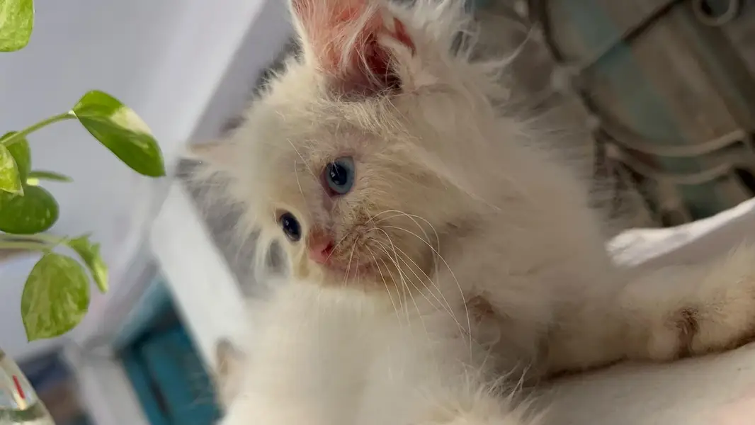 Persian kittens — photo 5