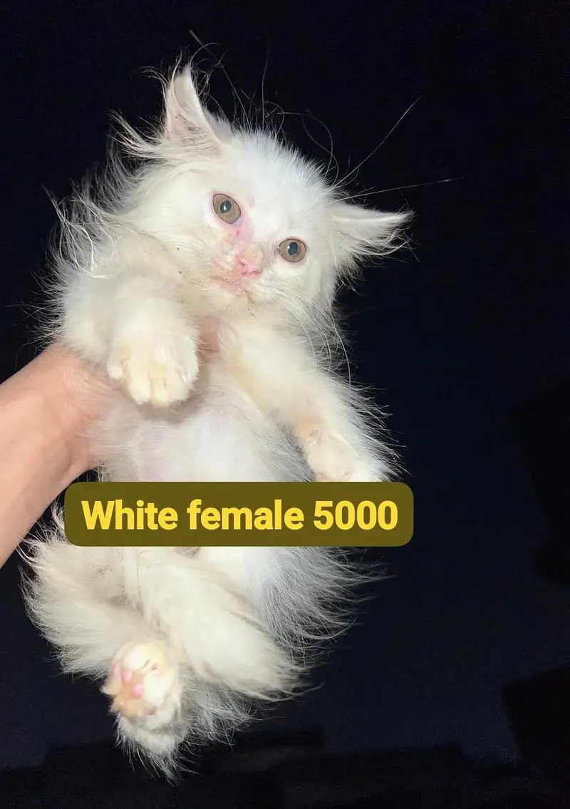 Persian kittens — photo 6