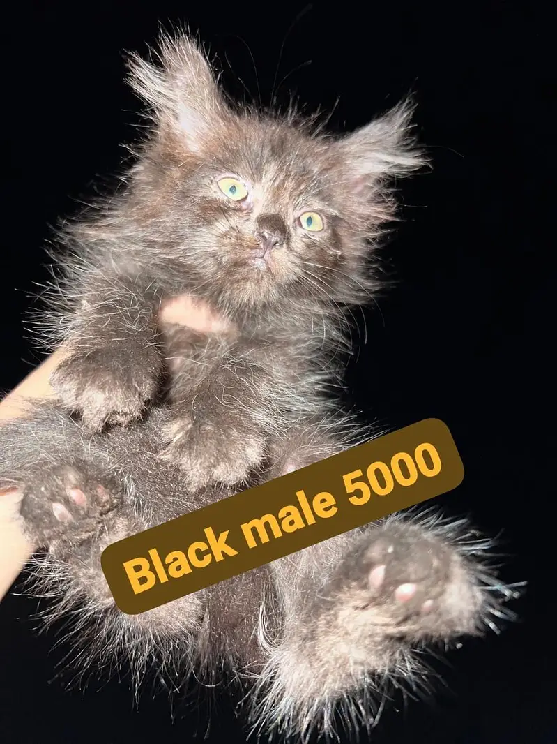 Persian kittens — photo 7