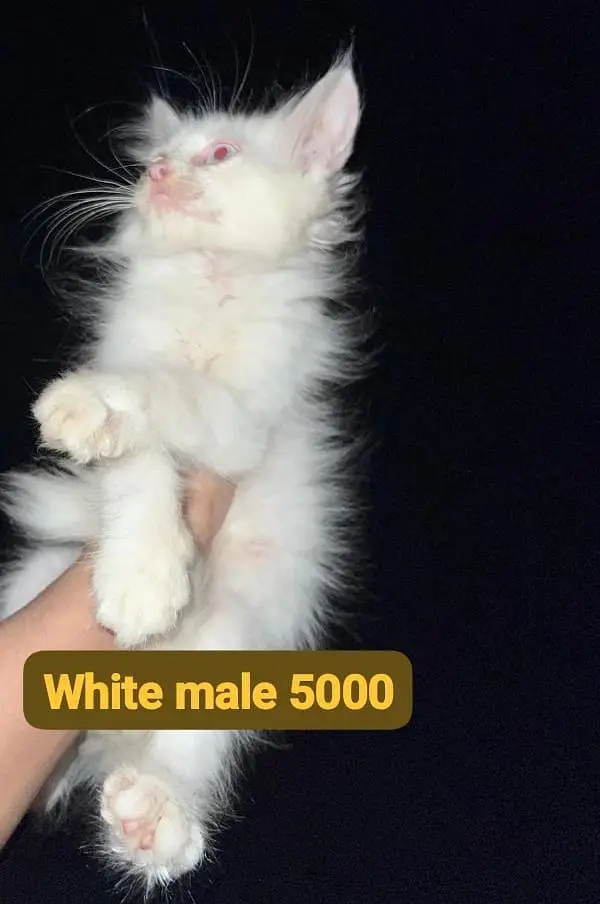 Persian kittens — photo 8