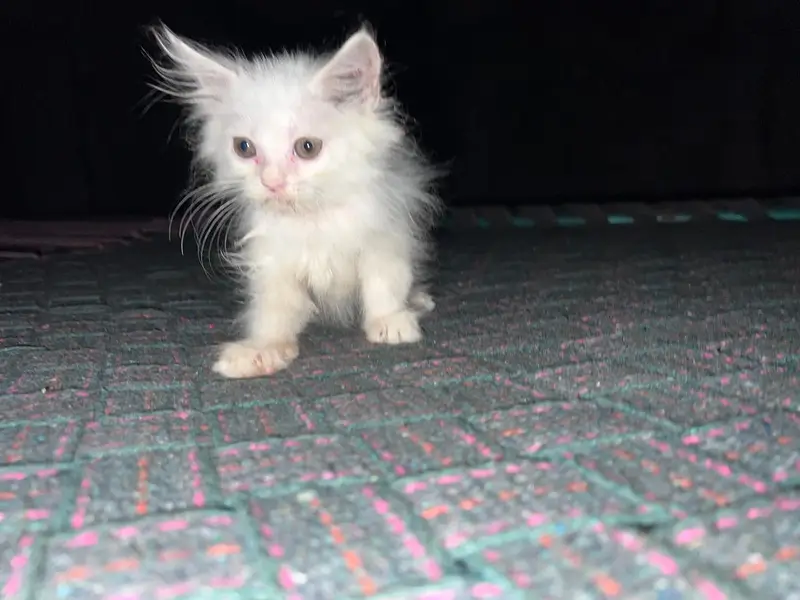 Persian kittens — photo 9