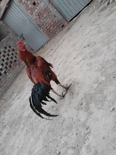 kharianwala sheikhupura