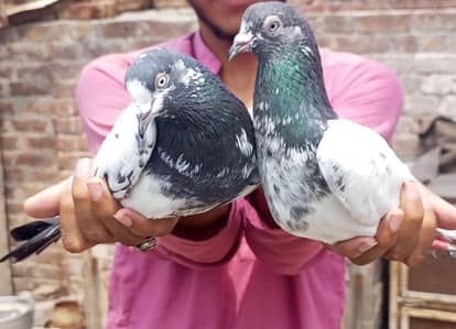 Breeder pair Guaranteed Quality