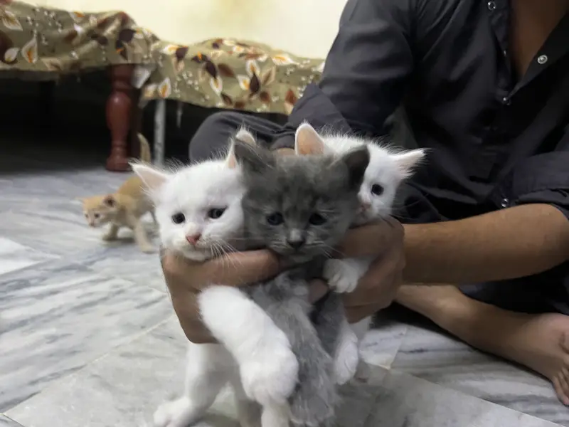 Kittens for sale