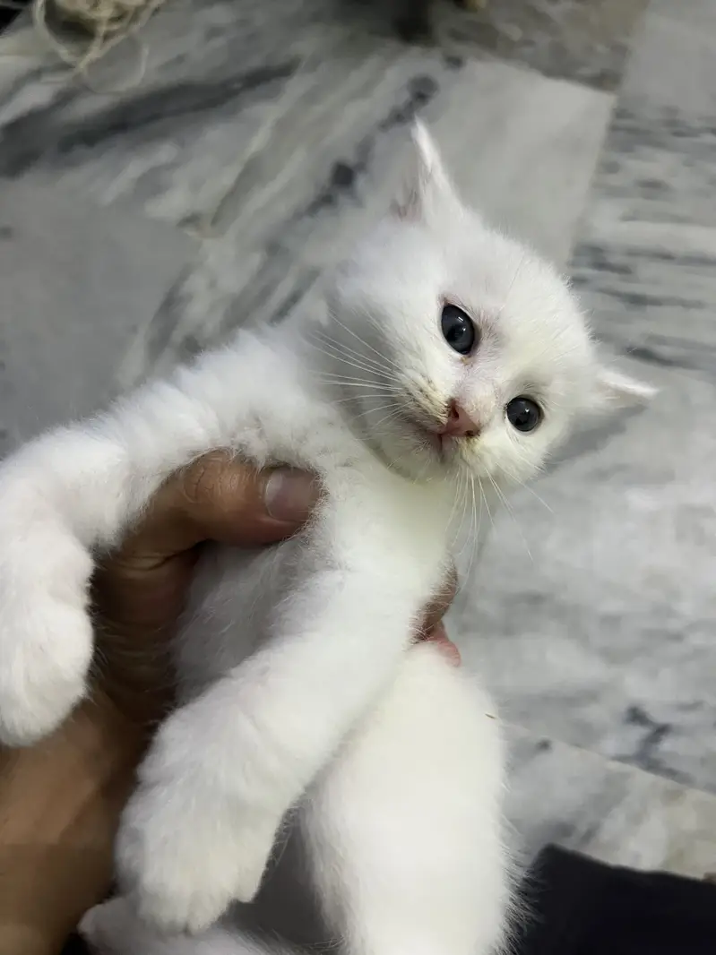 Kittens for sale — photo 2
