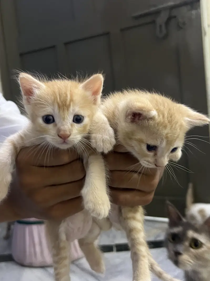 Kittens for sale — photo 3