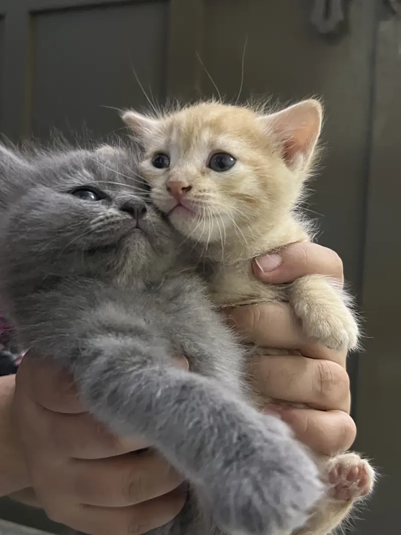 Kittens for sale — photo 4