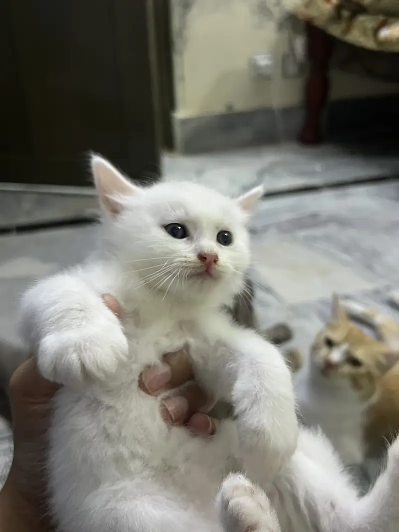 Kittens for sale — photo 5