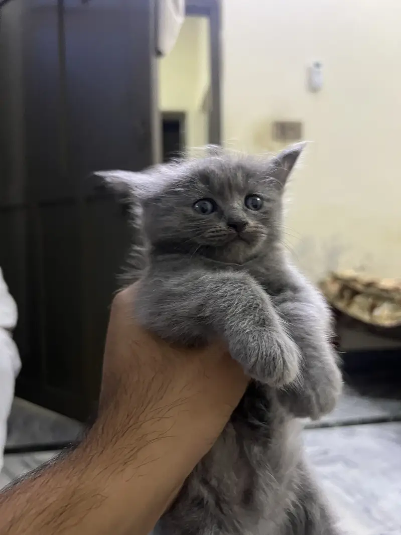 Kittens for sale — photo 6
