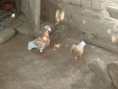 different piggons sale