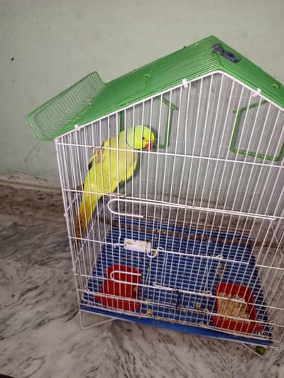 Green parret for sale all ok